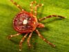 Aggressive Lone Star Tick closing in on Wisconsin