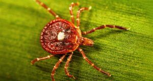 Aggressive Lone Star Tick closing in on Wisconsin