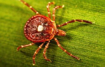 Aggressive Lone Star Tick closing in on Wisconsin