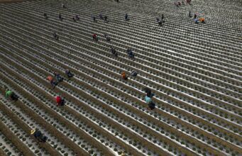 Why Trump’s immigration crackdown isn’t boosting hiring