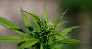 Justice Department reclassifies state-licensed medical marijuana as a less dangerous drug