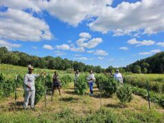 Urban Triage launches new hemp brand, Less Noise Wellness, powered by local agriculture, sustainability, and community ownership
