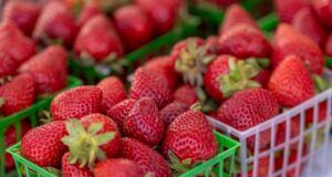 Americans could soon pay a lot more for strawberries