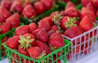 Americans could soon pay a lot more for strawberries