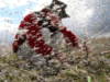 Meet the Midge: The harmless and beneficial insects that swarm near lakes