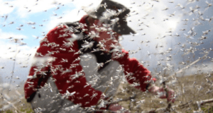 Meet the Midge: The harmless and beneficial insects that swarm near lakes