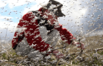 Meet the Midge: The harmless and beneficial insects that swarm near lakes